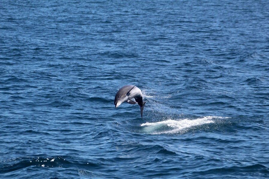 Bottlenose_AOP20190904-5125.jpg