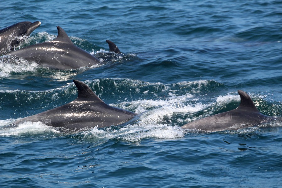 Bottlenose_AOP20190906-6151.jpg
