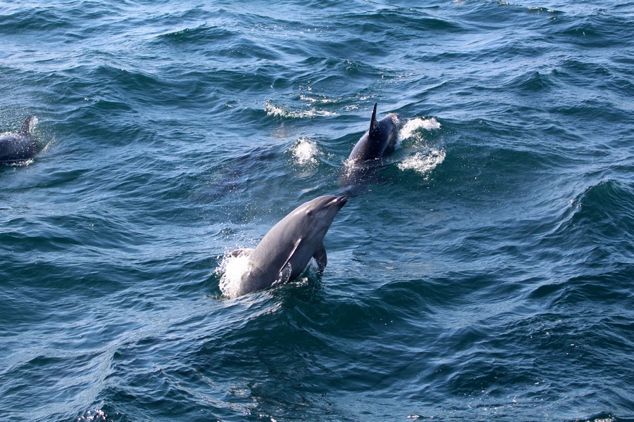 Bottlenose_AOP20190906-6214.jpg