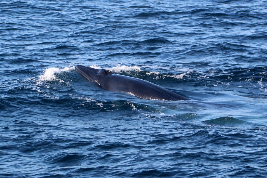 Bryde's Whale Spotted In SoCal | Aquarium Blog | Aquarium of the Pacific