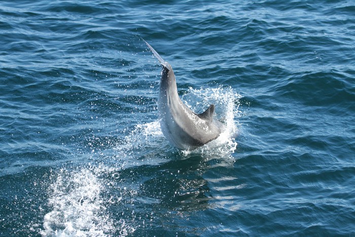 Bottlenose dolphin