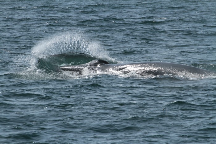 Fin whale