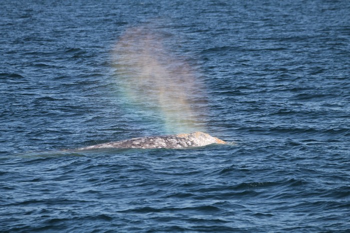 Gray whale