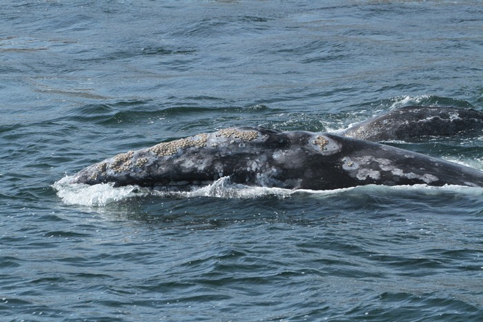Gray whales