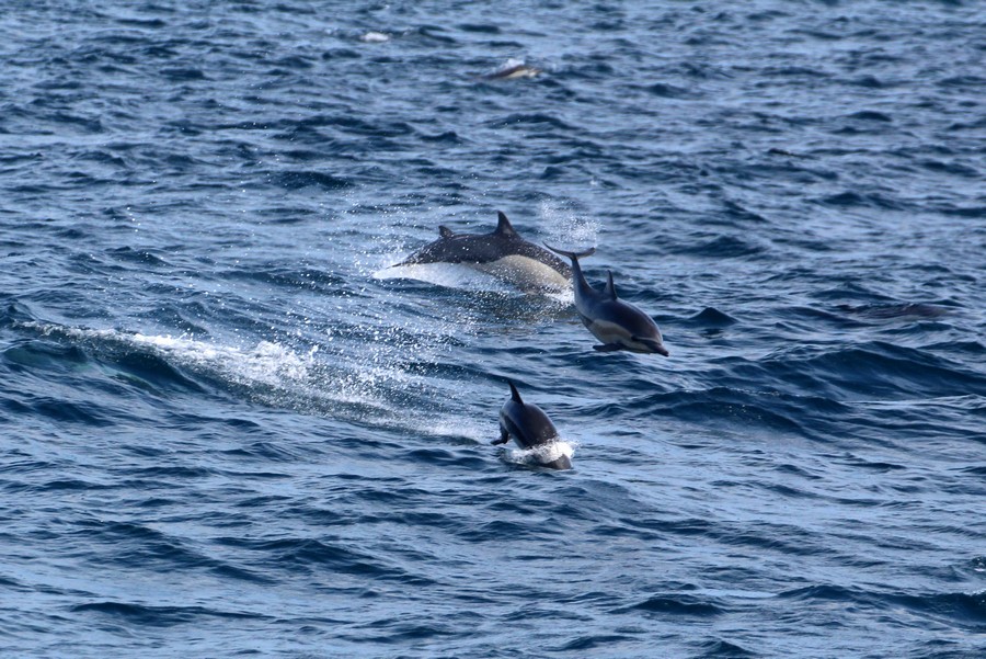 Common_dolphin_AOP20190815-2716.jpg