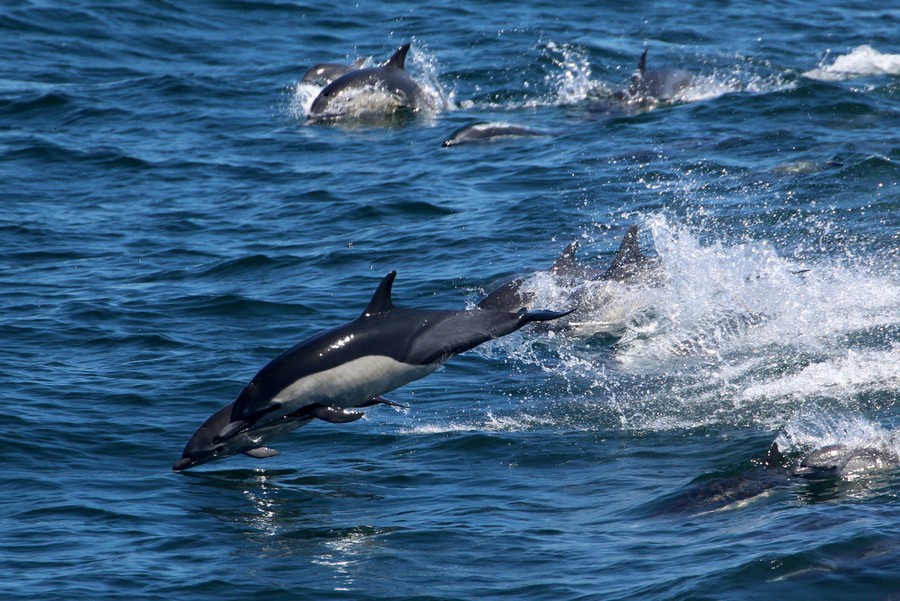 Common_dolphin_AOP20190829-4756.jpg