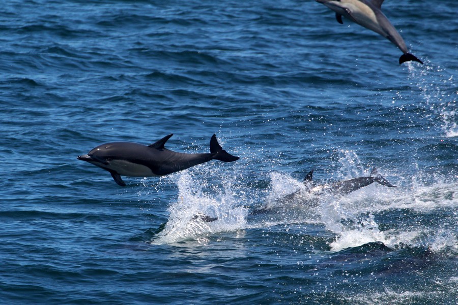Common_dolphin_AOP20190829-4759.jpg