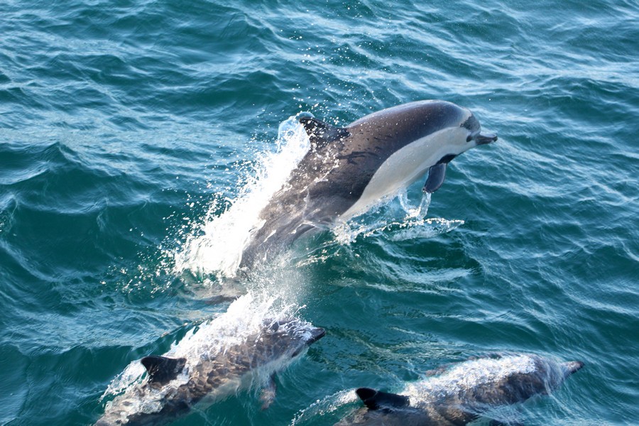 Common_dolphin_AOP20190903-4945.jpg