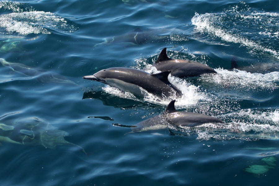 Common_dolphin_AOP20190904-5013.jpg