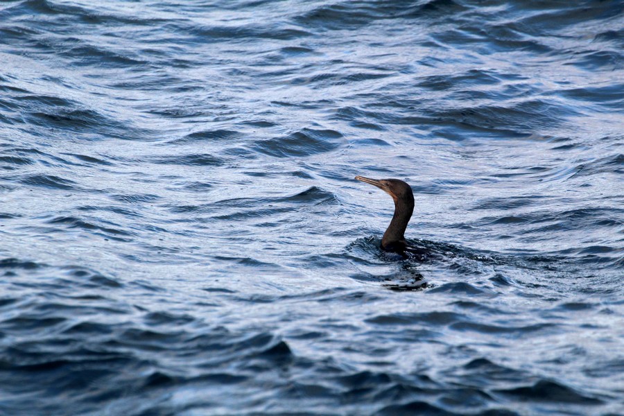 Cormorant_AOP20190909-6544.jpg