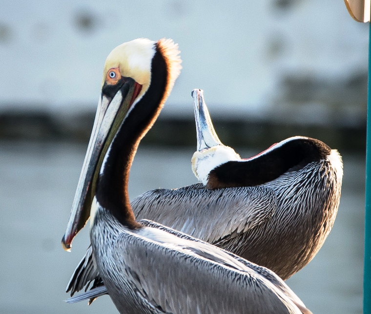 Two pelicans on the dock