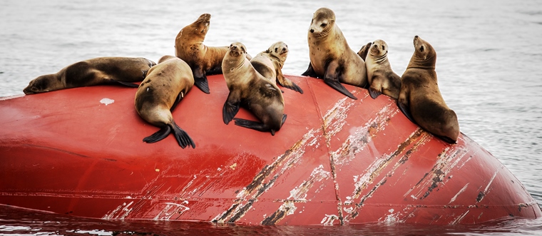 Sea lions resting on a container ship