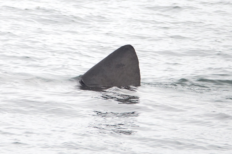 Large dorsal fin of a basking shark