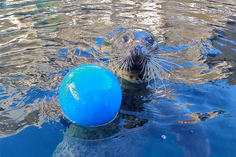 Ellie and Retrieval Ball