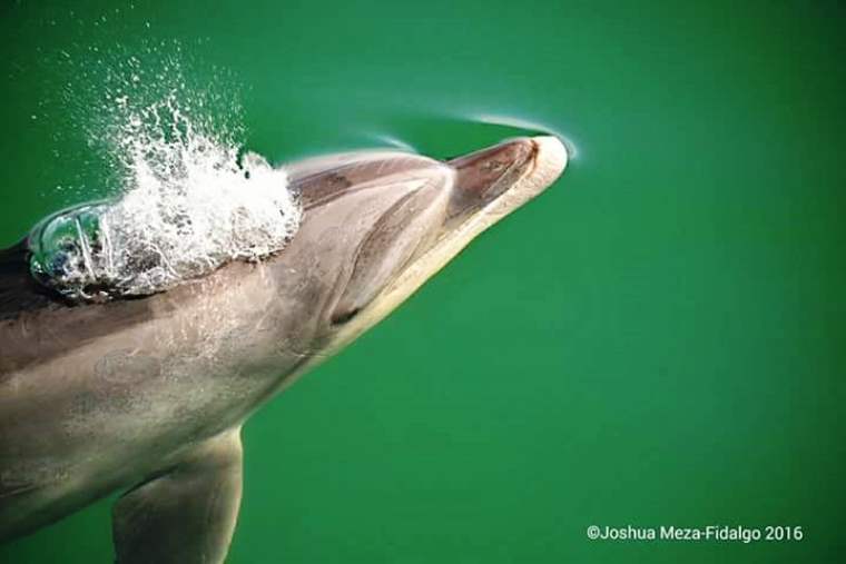 A bottlenose dolphin coming up for air