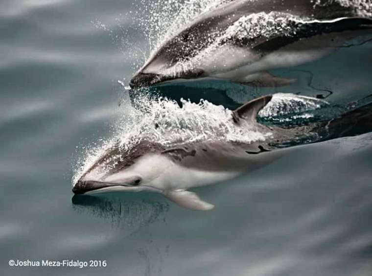 Pacific white-sided dolphins riding the waves near the boat