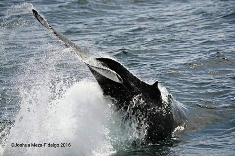 A humpback whale tail slapping the water