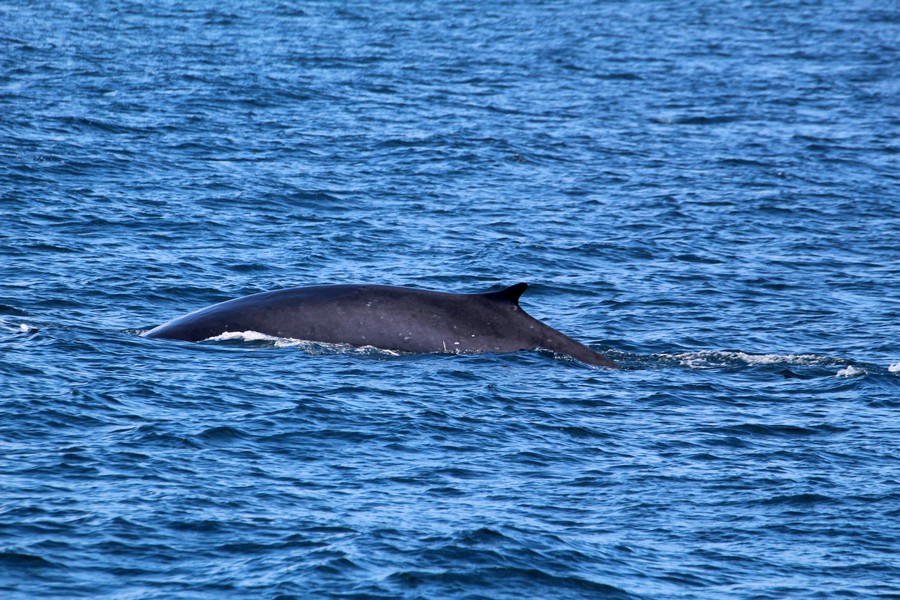 Fin_whale_AOP20190909-6315.jpg