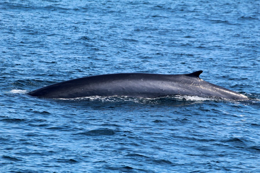 Fin_whale_AOP20190909-6340.jpg