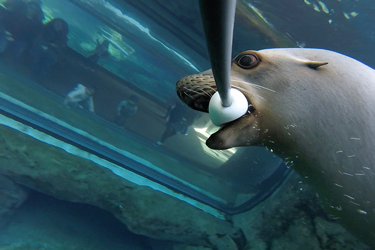 Harpo the sea lion's tunnel selfie