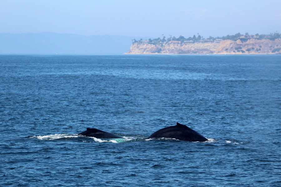 Humpback_AOP20190904-5174.jpg