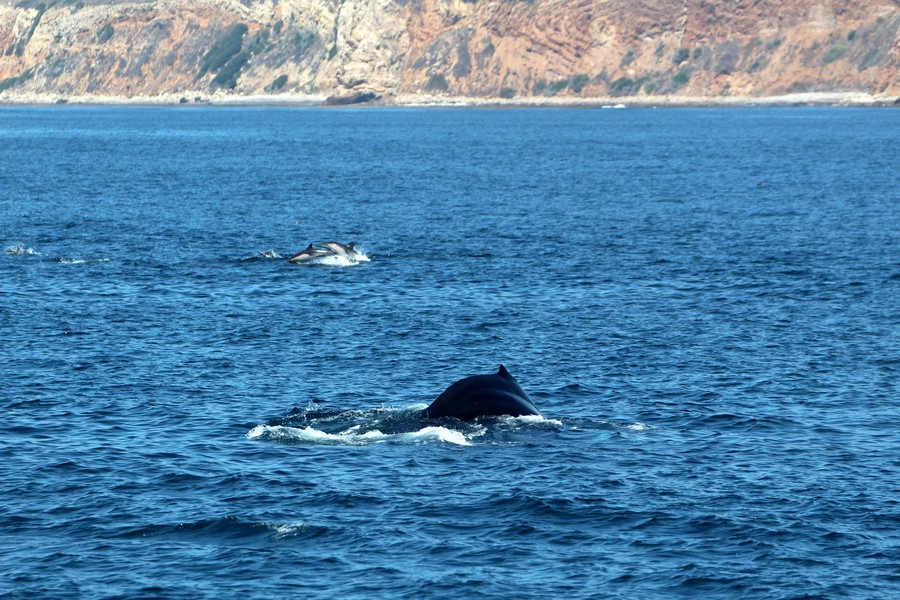 Humpback_AOP20190904-5184.jpg