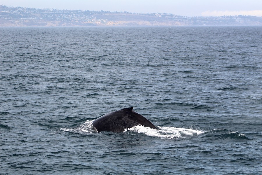 Humpback_AOP20190904-5511.jpg