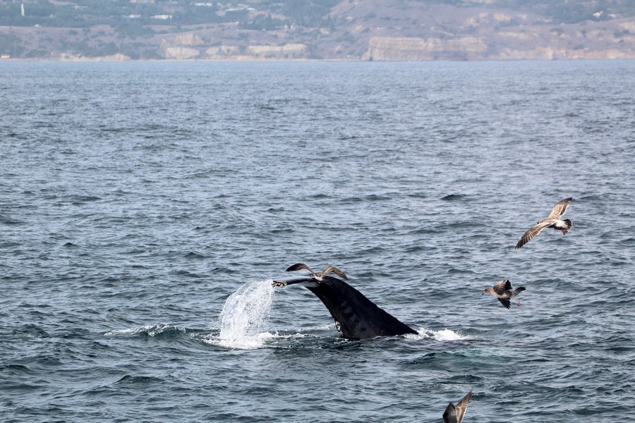 Humpback_AOP20190904-5583.jpg