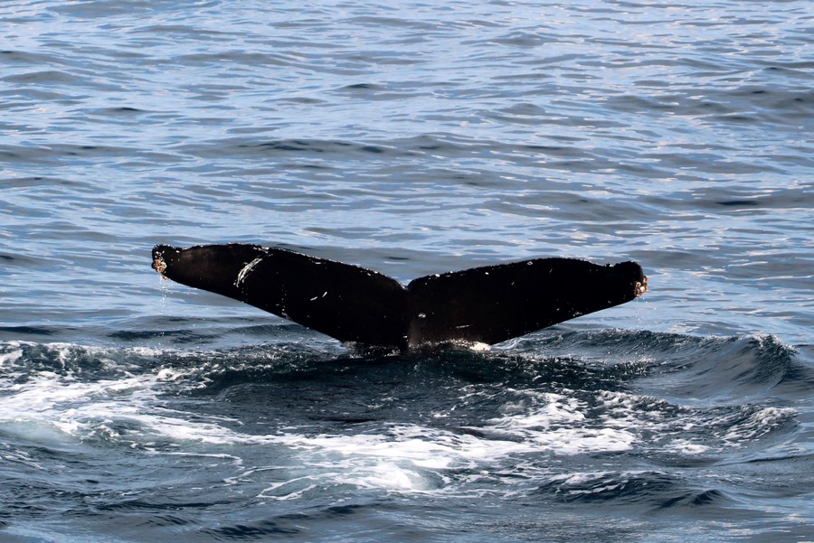 Humpback_AOP20190904-5758.jpg