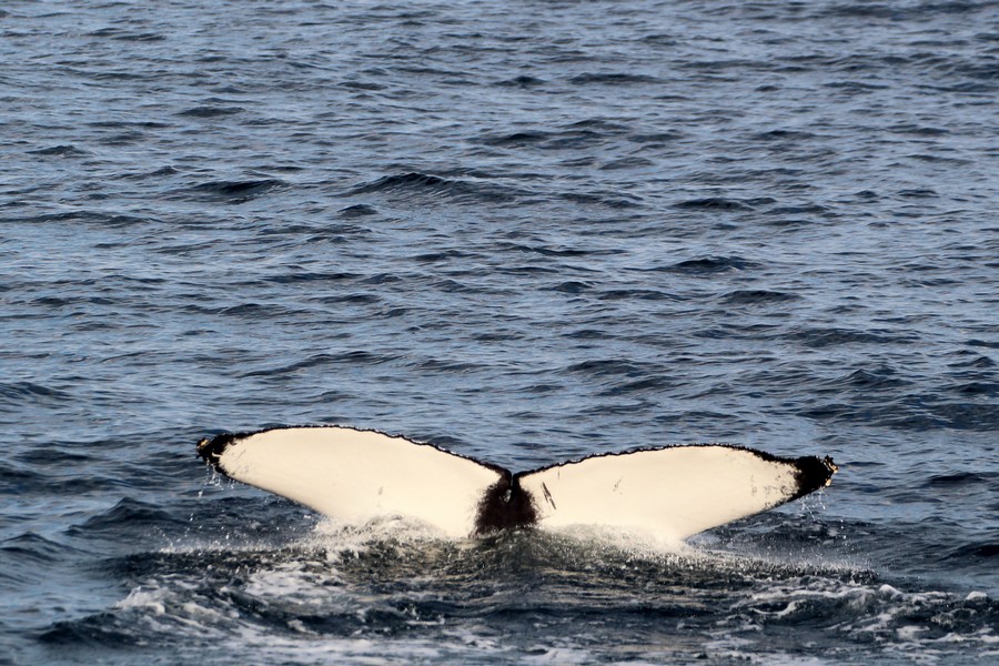 Humpback_AOP20190904-5879.jpg