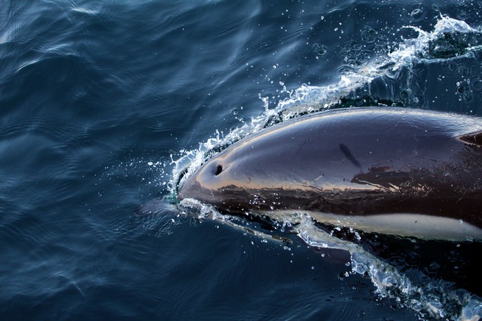 Common dolphin from above