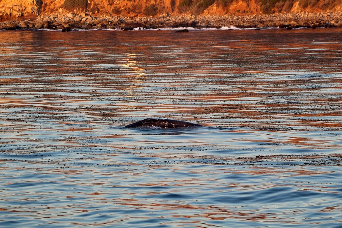 Gray whale