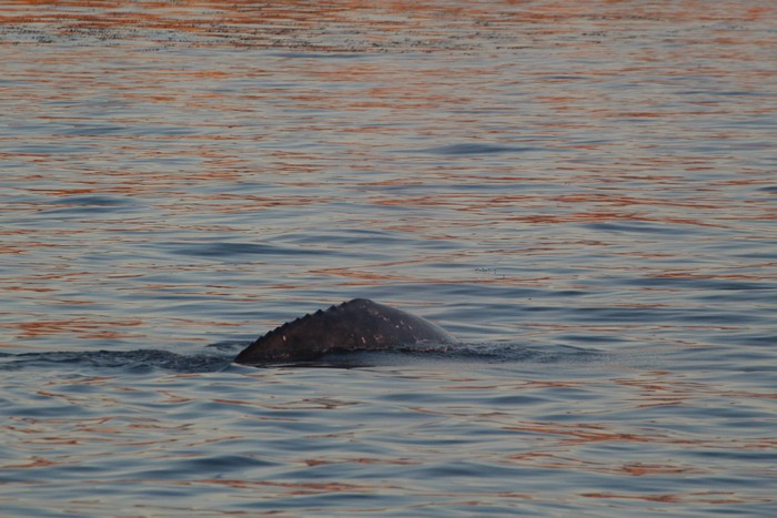 Gray whale dorsal ridge