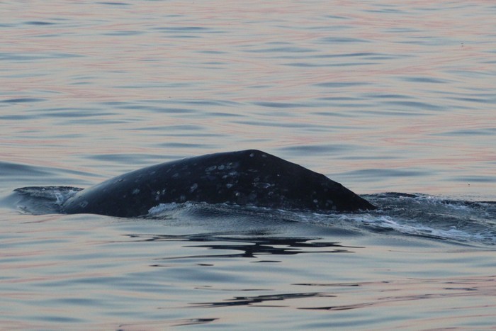 Gray whale dorsal ridge