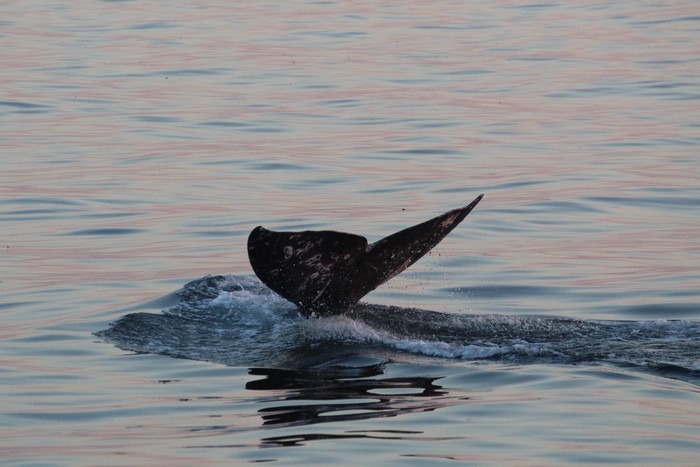 Gray whale fluke