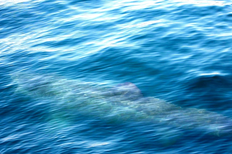 Basking shark under water