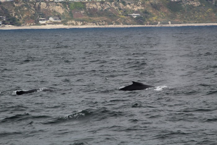 Humpback whale