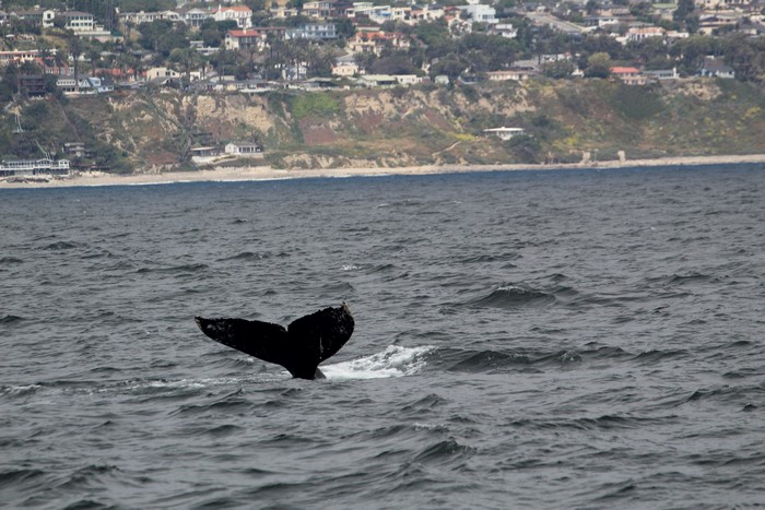 Humpback whale fluke
