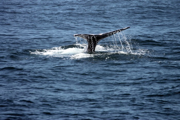 Humpback whale