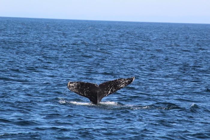 Humpback whale fluke