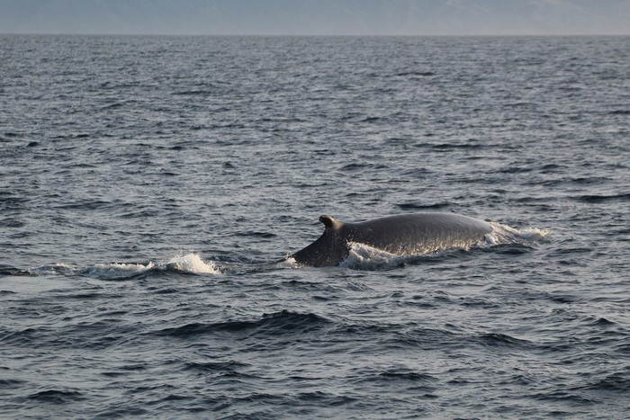 Still Lots of Fin & Gray Whales Out There! | Aquarium Blog | Aquarium ...