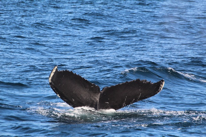 Humpback whale fluke