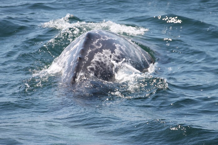 Lots of gray whales, and an early blue whale! | Aquarium Blog ...