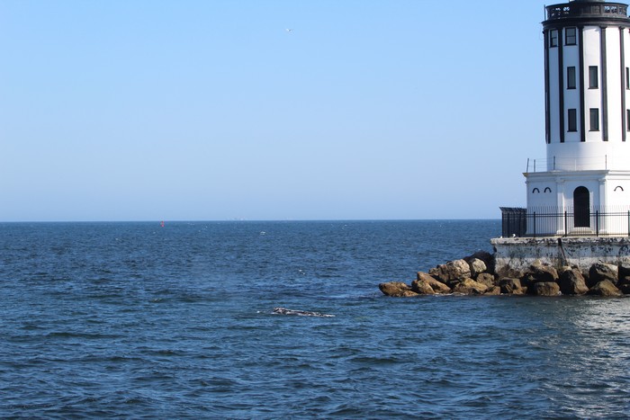 Gray whale and LA light house