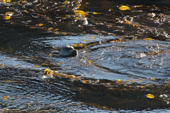 Harbor seal