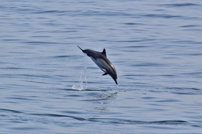 Common dolphin