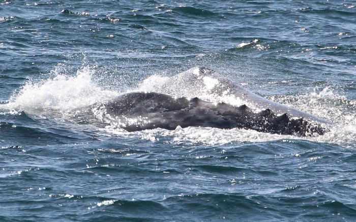 Gray whales