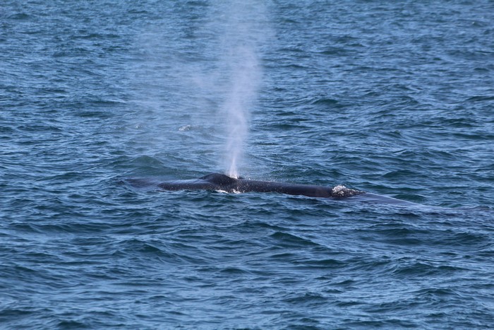 Fin whale