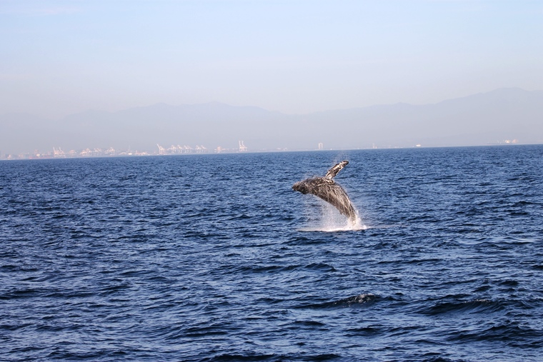A humpback whale fully breaching out of the water