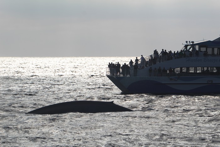 Blue whale with Harbor Breeze boat in background